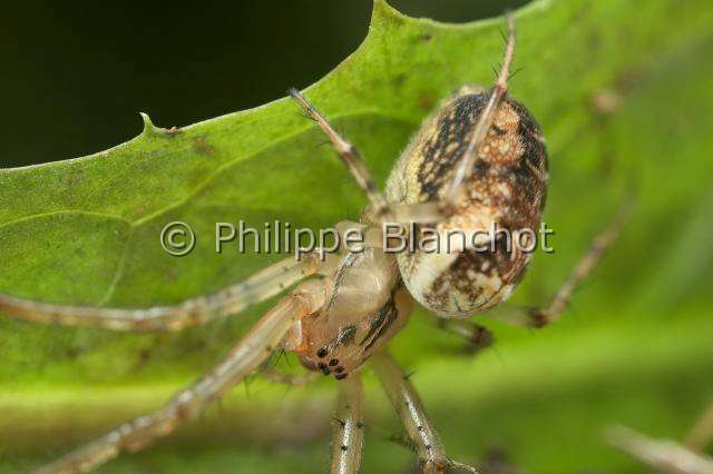 Tetragnathidae_4613.JPG - France, Araneae, Tetragnathidae (Metidae), Araignée, Méta d'automne (Metellina segmentata), femelle, Lesser garden spider or Autumn spider
